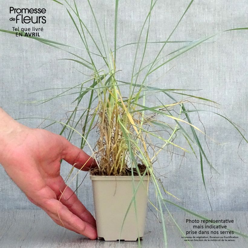 Elymus magellanicus sample as delivered in spring