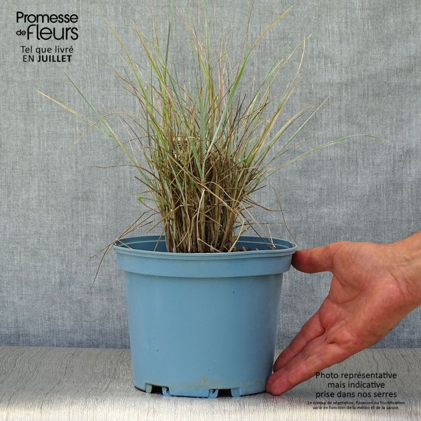 Elymus magellanicus 2L/3L pot sample as delivered in summer