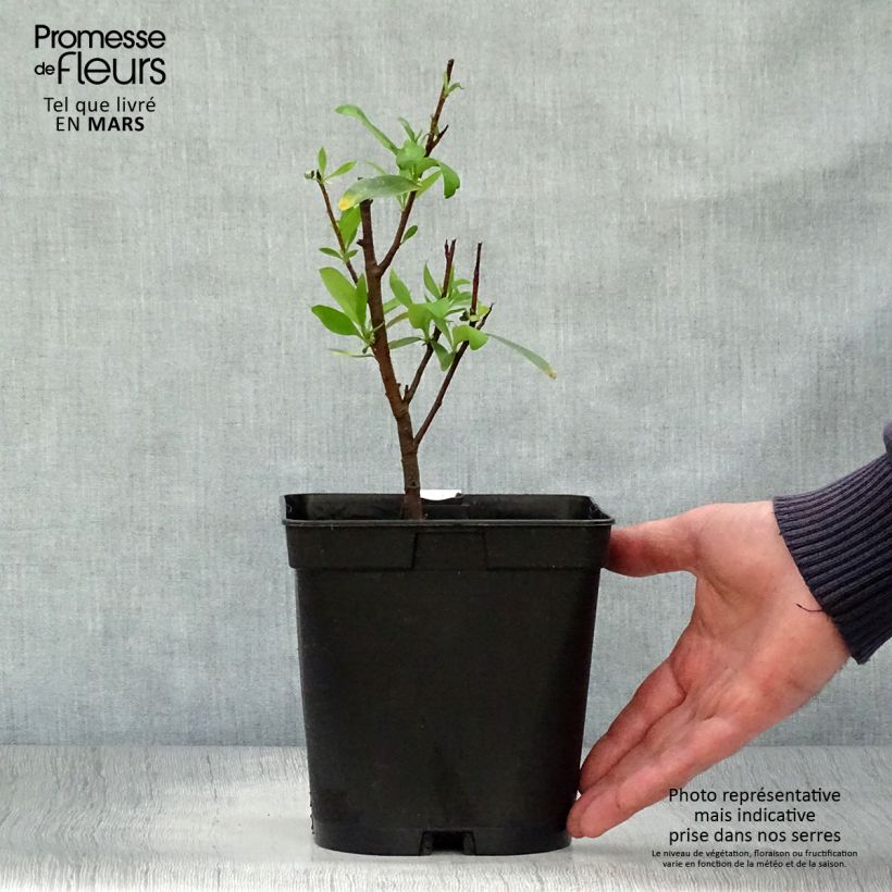 Embothrium coccineum 2L/3L pot sample as delivered in spring