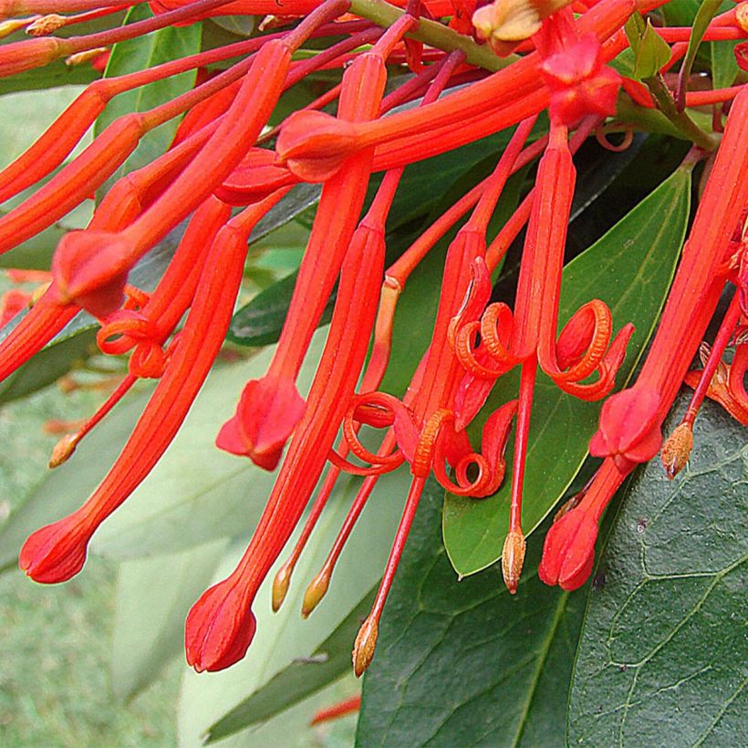 Embothrium coccineum (Flowering)