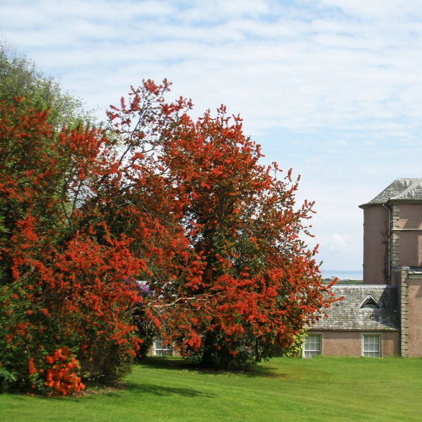 Embothrium coccineum (Plant habit)