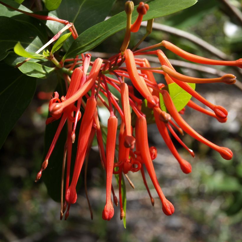 Embothrium coccineum var. lanceolatum (Flowering)