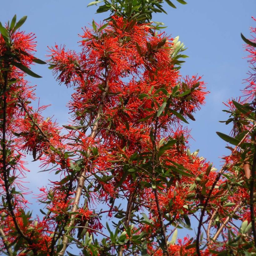 Embothrium coccineum var. lanceolatum (Plant habit)