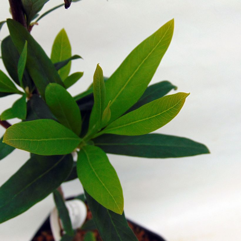 Embothrium coccineum var. lanceolatum (Foliage)