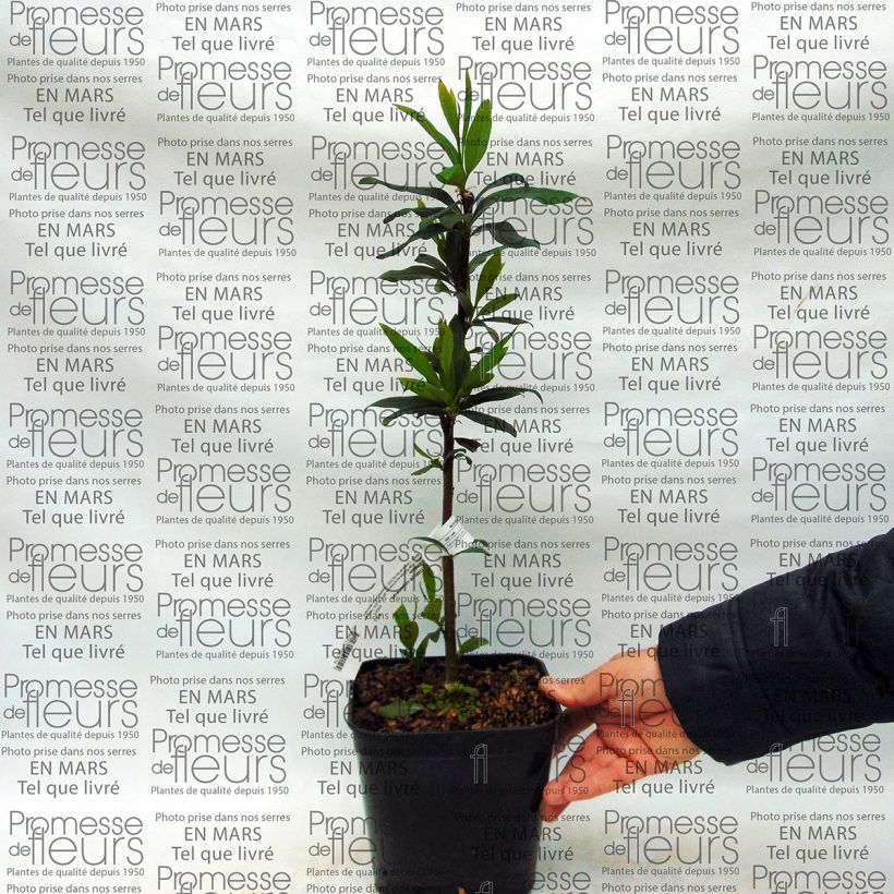 Example of Embothrium coccineum var. lanceolatum 2L/3L pot specimen as delivered