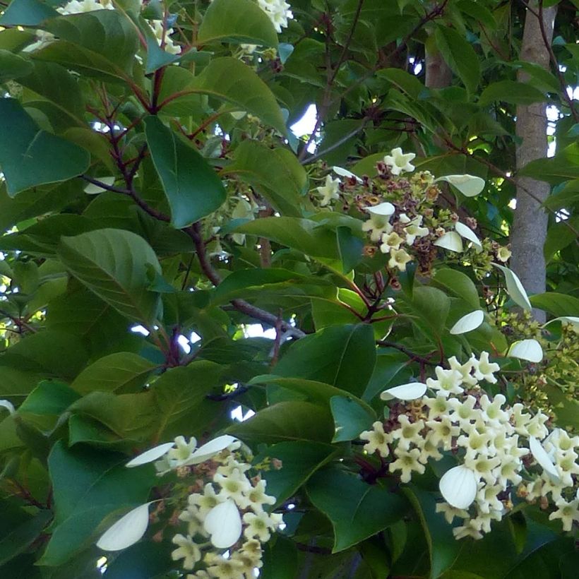 Emmenopterys henryi (Foliage)