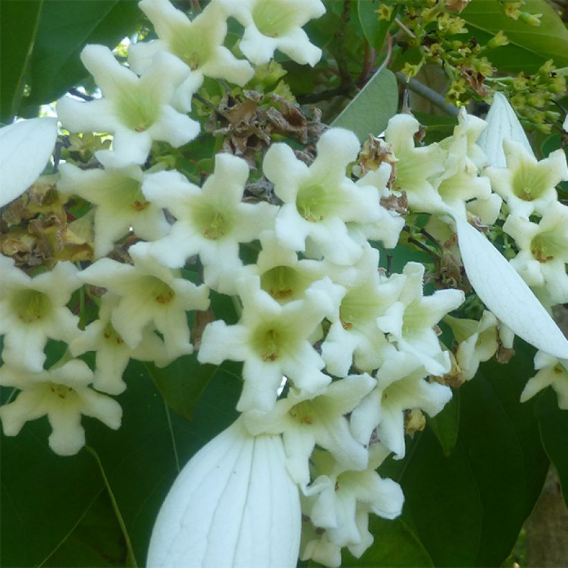 Emmenopterys henryi (Flowering)