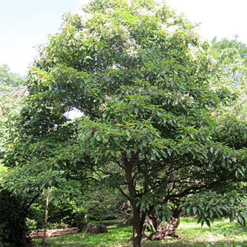 Emmenopterys henryi (Plant habit)