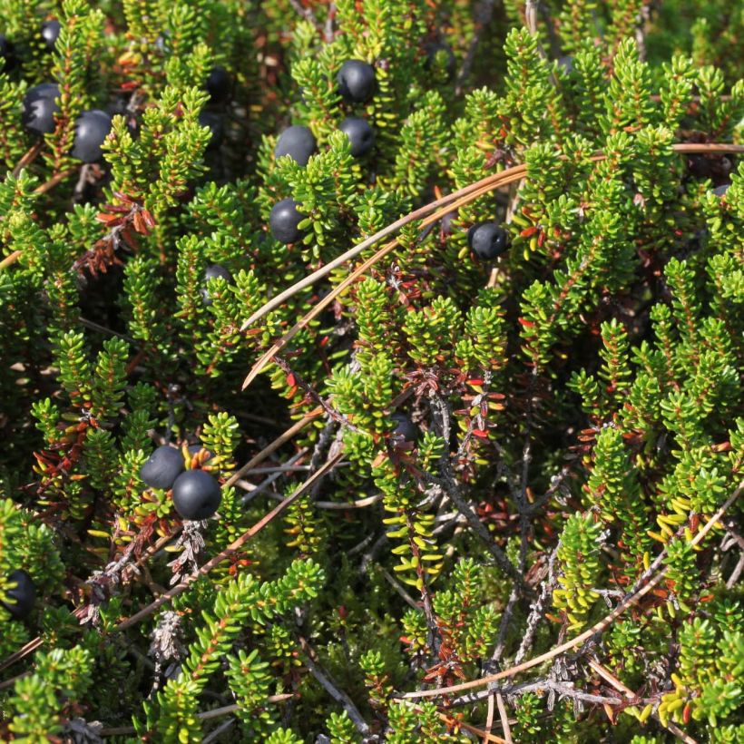 Empetrum nigrum (Foliage)