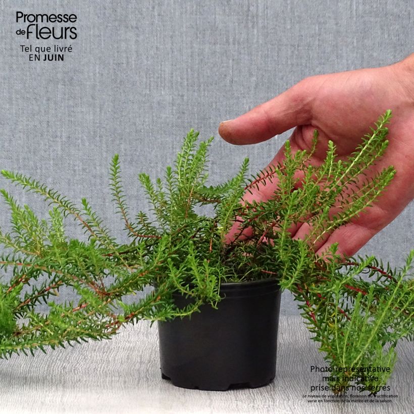 Empetrum nigrum 10cm/11cm pot sample as delivered in summer