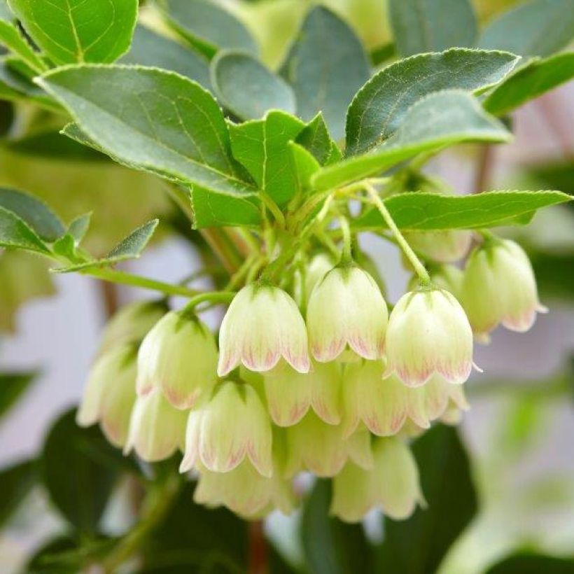 Enkianthus campanulatus Prettycoat (Flowering)