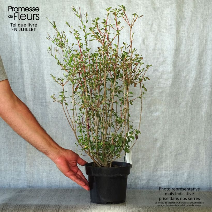 Enkianthus campanulatus 2L/3L pot sample as delivered in summer