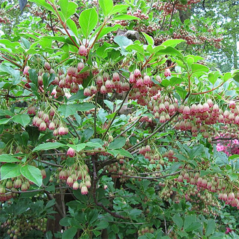 Enkianthus campanulatus Red Bells (Flowering)