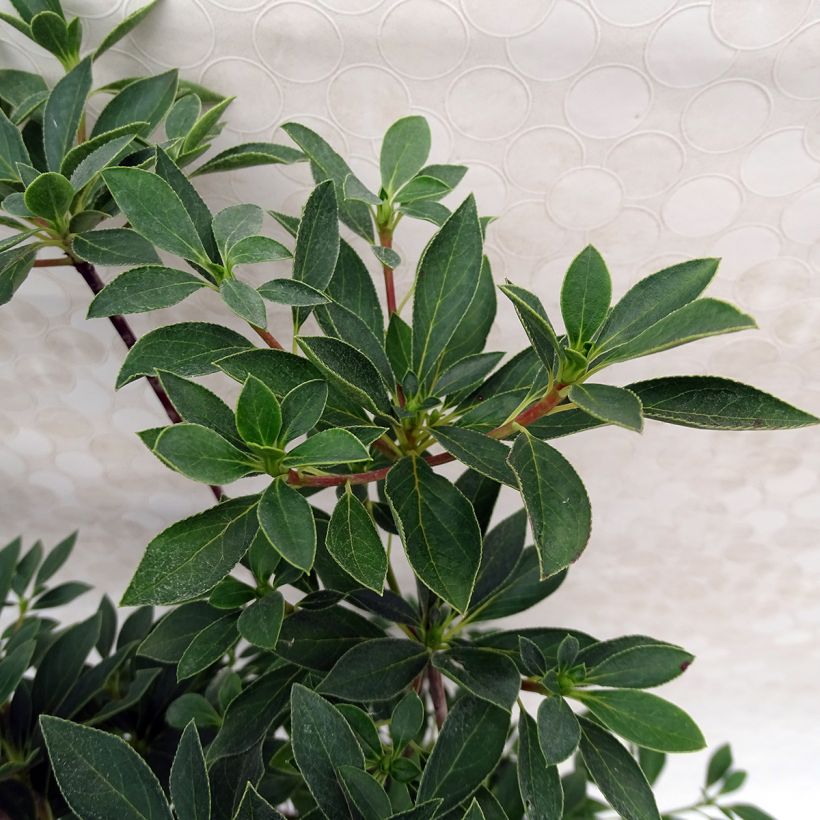 Enkianthus campanulatus Red Bells (Foliage)