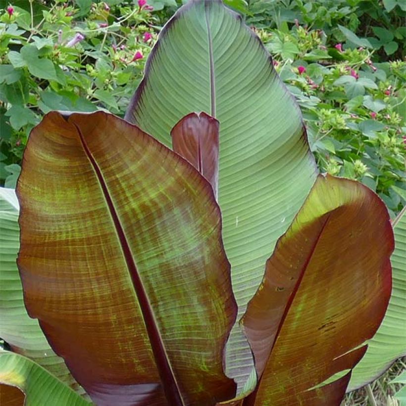 Ensete ventricosum Maurelii - Ethiopian Black Banana (Foliage)