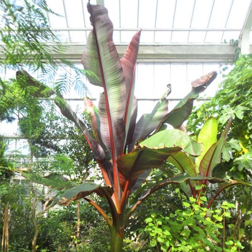 Ensete ventricosum Maurelii - Ethiopian Black Banana (Plant habit)