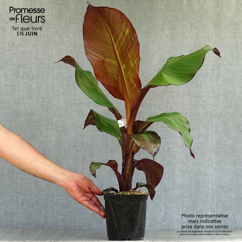 Ensete ventricosum Maurelii - Ethiopian Black Banana 2L/3L pot sample as delivered in summer