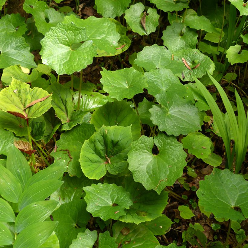 Eomecon chionantha - Snow Poppy (Foliage)