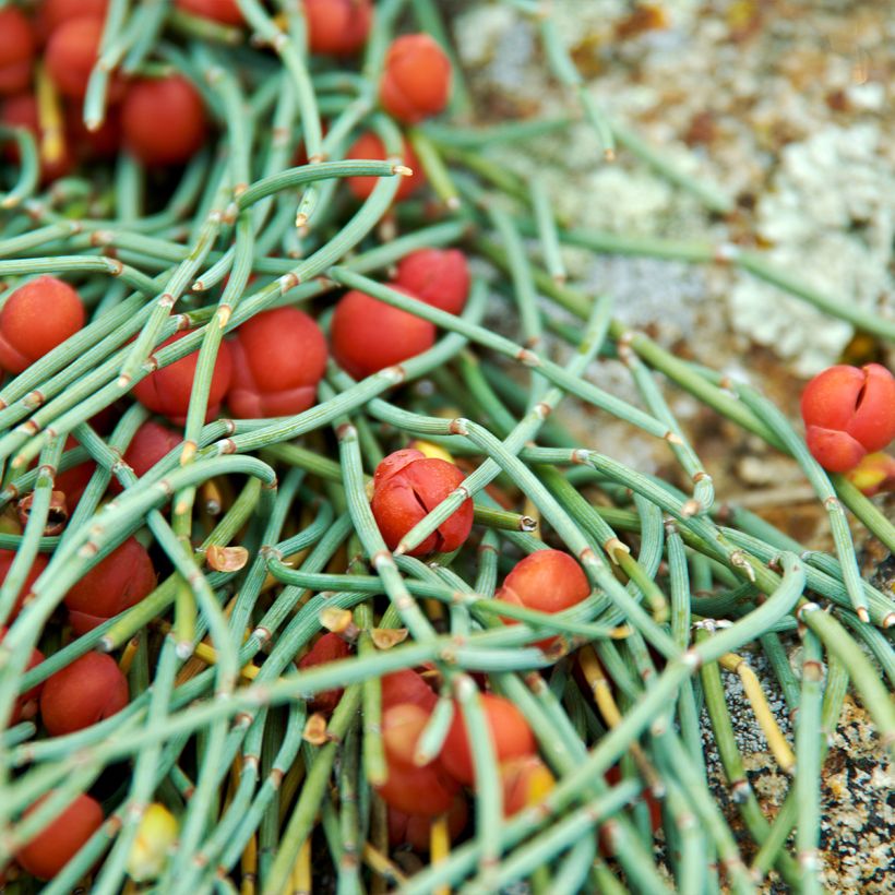 Ephedra minima (Foliage)