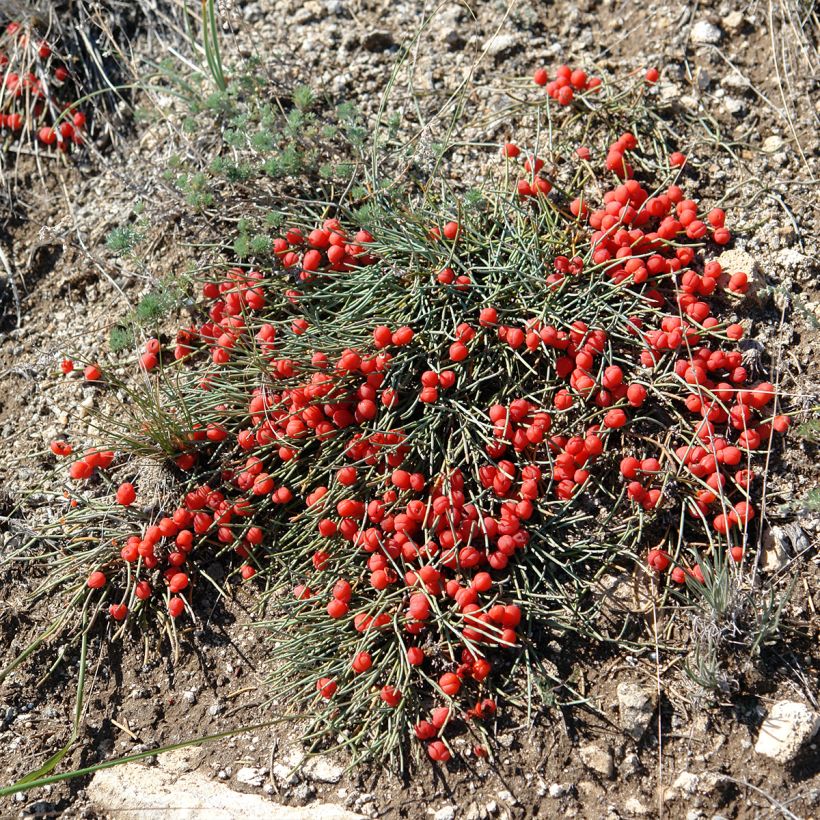Ephedra minima (Plant habit)