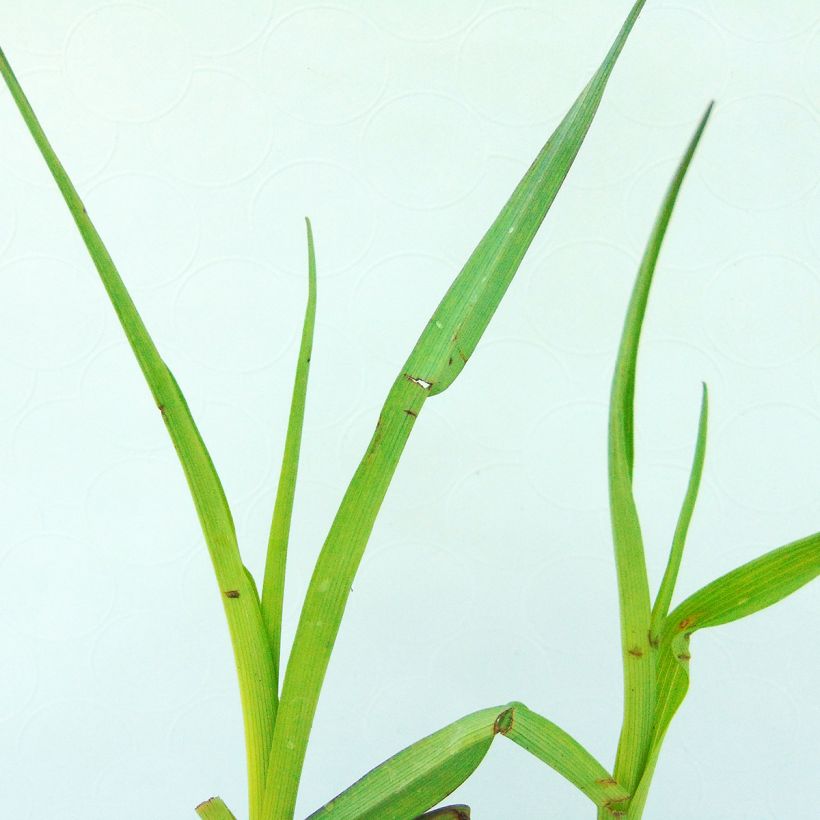 Tradescantia andersoniana Perrines Pink - Spiderwort (Foliage)