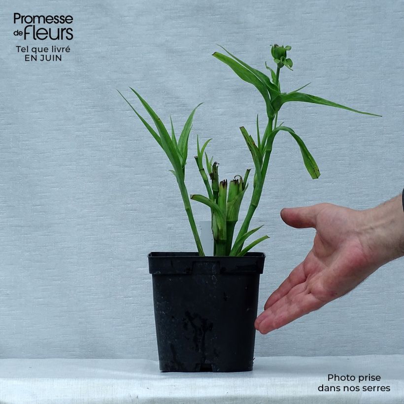 Tradescantia x andersoniana 'Osprey' 2L/3L pot sample as delivered in summer