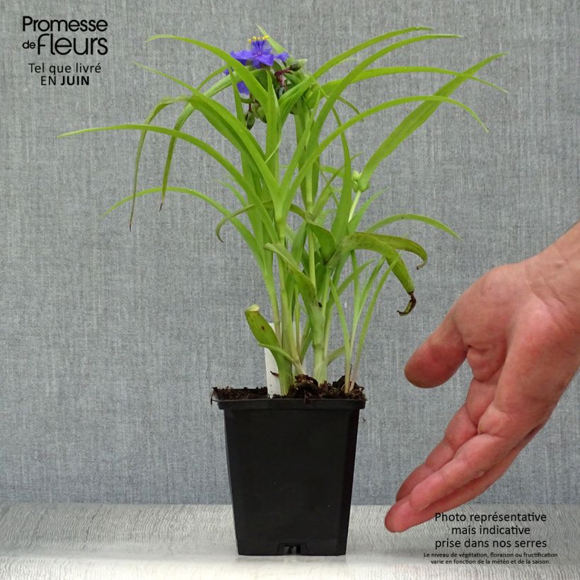 Tradescantia Sweet Kate - Spiderwort 8/9 cm pot sample as delivered in summer