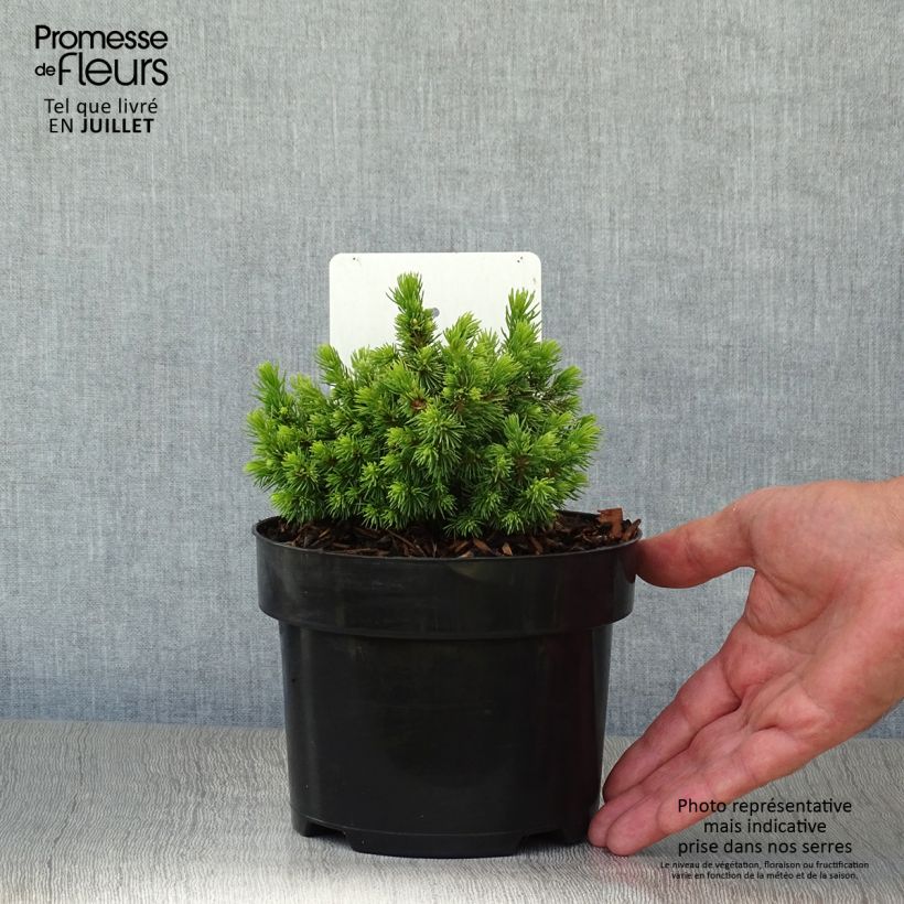 Picea glauca Jalako Gold - White Spruce 2L/3L pot sample as delivered in summer
