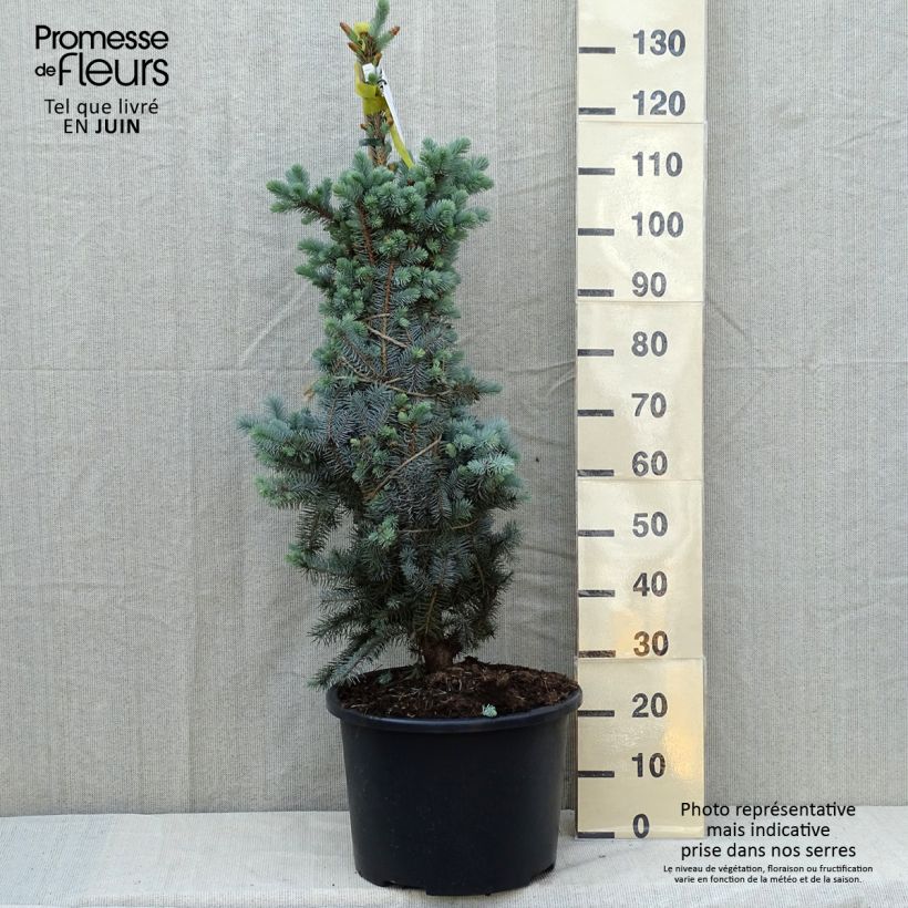 Picea pungens Edith - Blue Spruce sample as delivered in spring