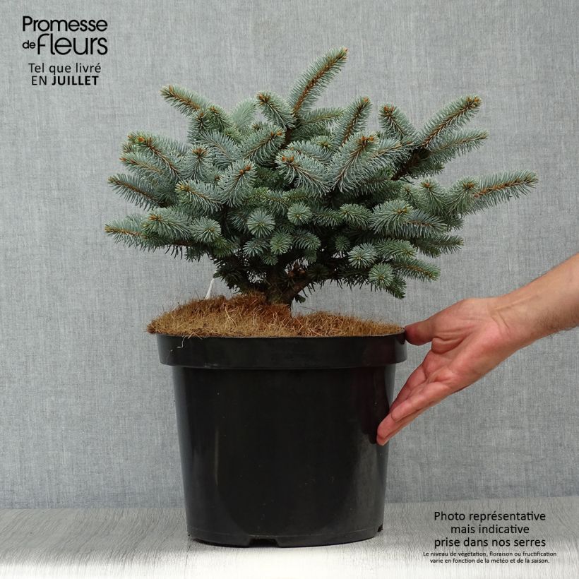 Blue Spruce - Picea pungens Glauca Globosa 4L/5L pot sample as delivered in summer
