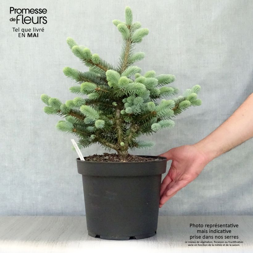 Blue Spruce - Picea pungens Glauca Globosa sample as delivered in spring