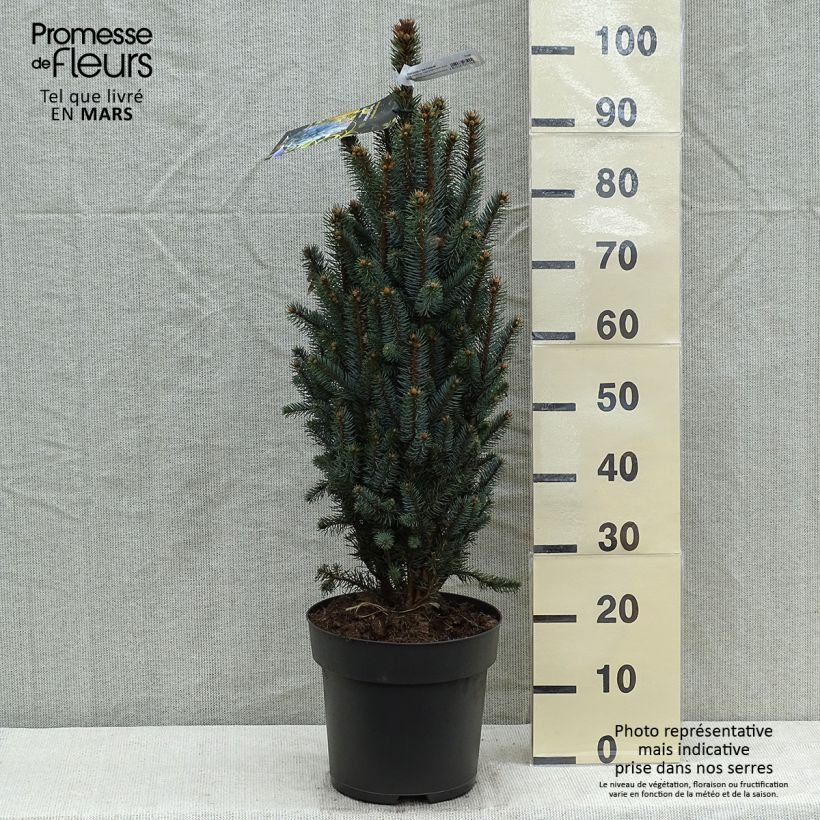 Picea pungens Iseli Fastigiate - Blue Spruce sample as delivered in spring