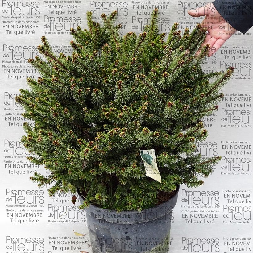 Example of Picea abies Hana Subutus - Norway Spruce 7.5L/10L pot specimen as delivered