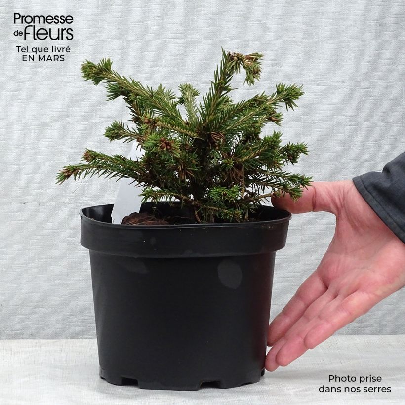 Picea abies Maxwellii - Norway Spruce sample as delivered in spring