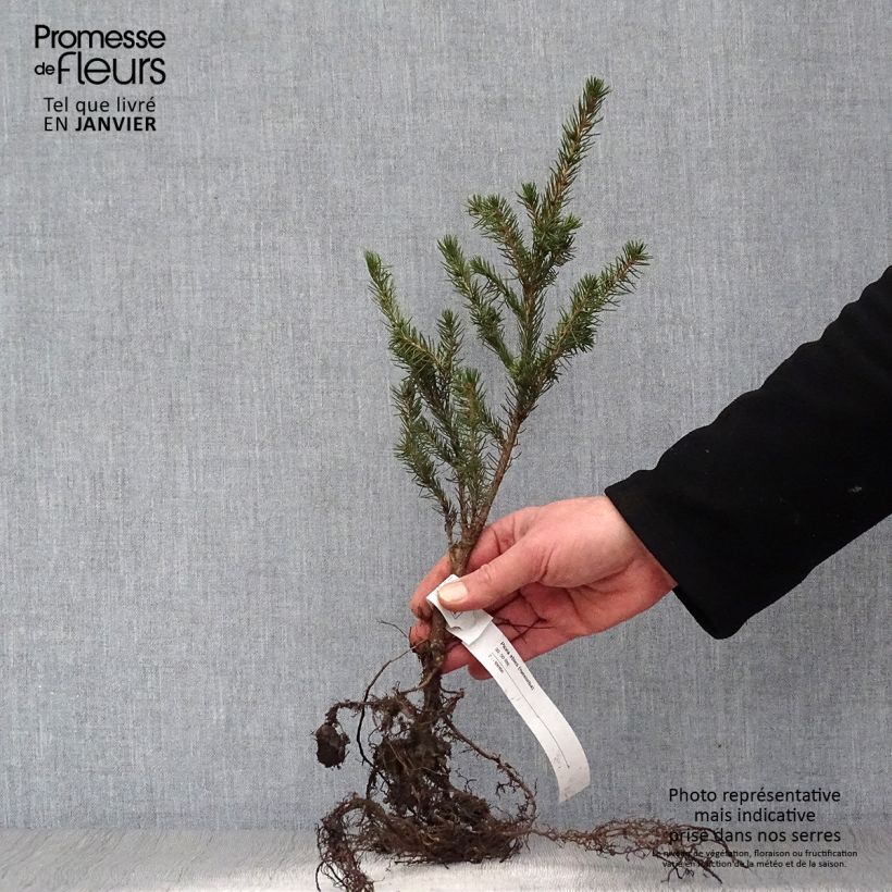 Picea abies - Norway Spruce sample as delivered in winter