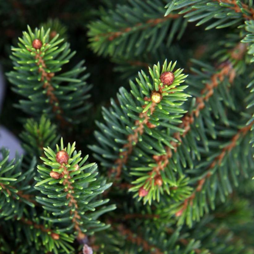 Picea abies Will's Zwerg (Foliage)