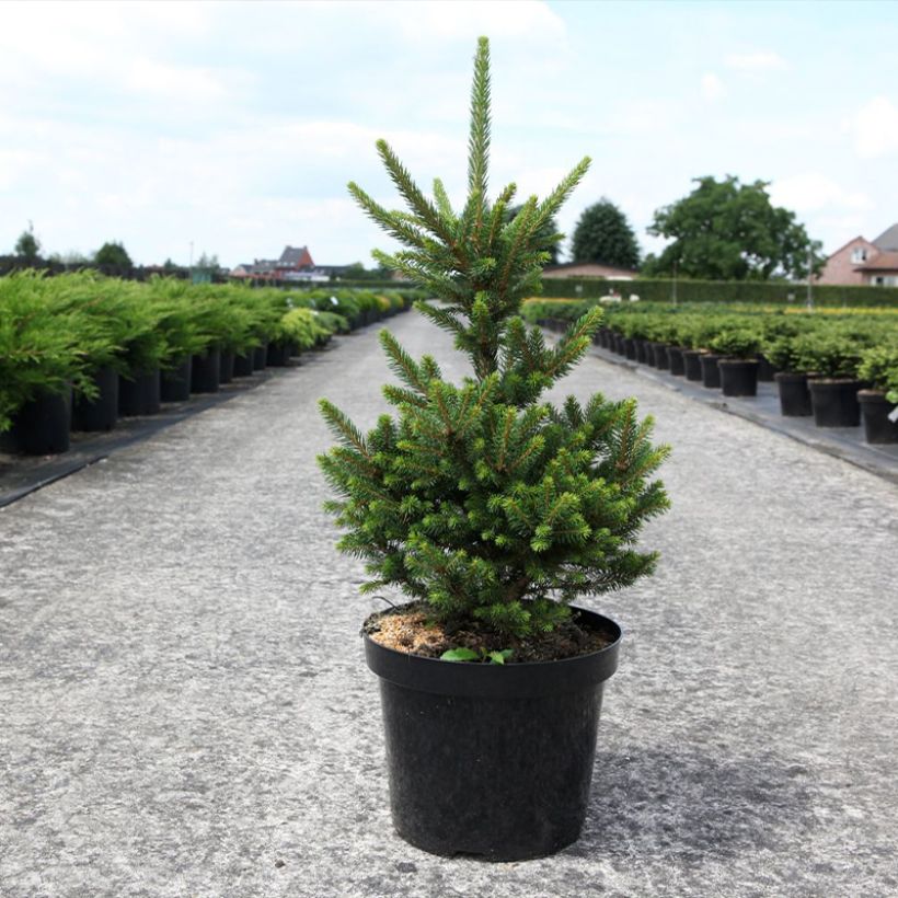 Picea abies Will's Zwerg (Plant habit)