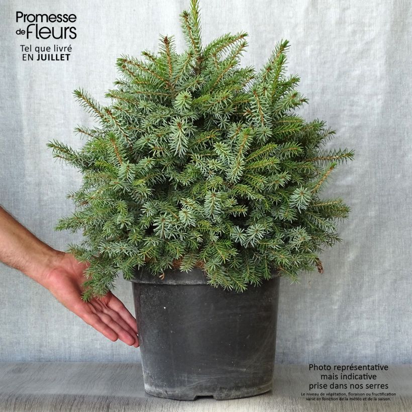 Picea omorika Nana - Serbian Spruce 7.5L/10L pot sample as delivered in summer