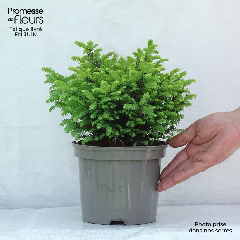 Picea omorika Karel - Serbian Spruce 2L/3L pot sample as delivered in summer