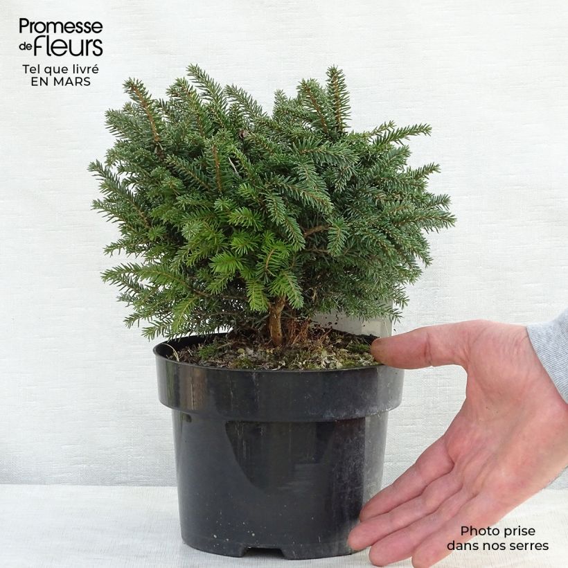 Picea omorika Karel - Serbian Spruce sample as delivered in spring