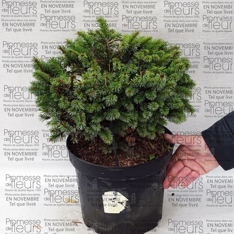 Example of Picea sitchensis Rom - Sitka Spruce 7.5L/10L pot specimen as delivered