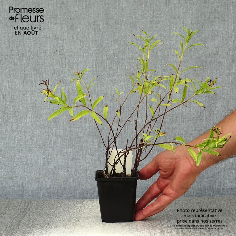 Epilobium angustifolium Album 8/9 cm pot sample as delivered in summer