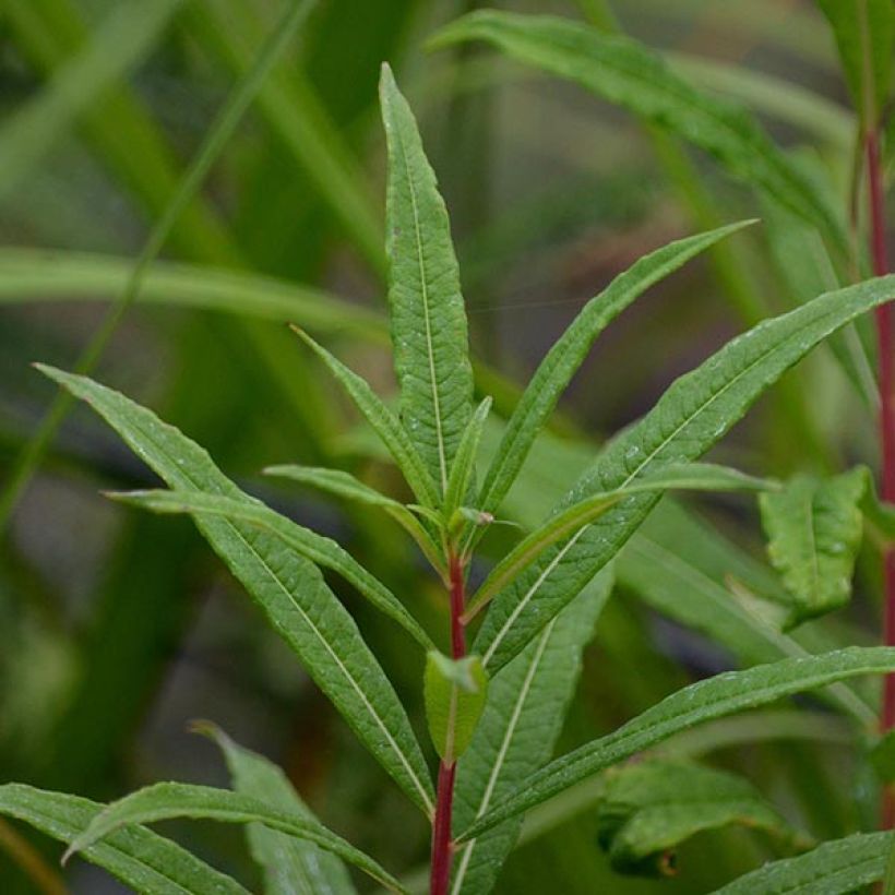 Epilobium angustifolium Stahl Rose (Foliage)