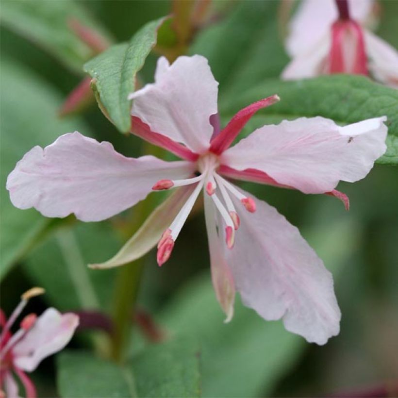 Epilobium angustifolium Stahl Rose (Flowering)