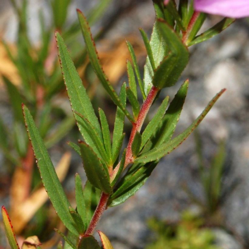 Epilobium fleischeri (Foliage)