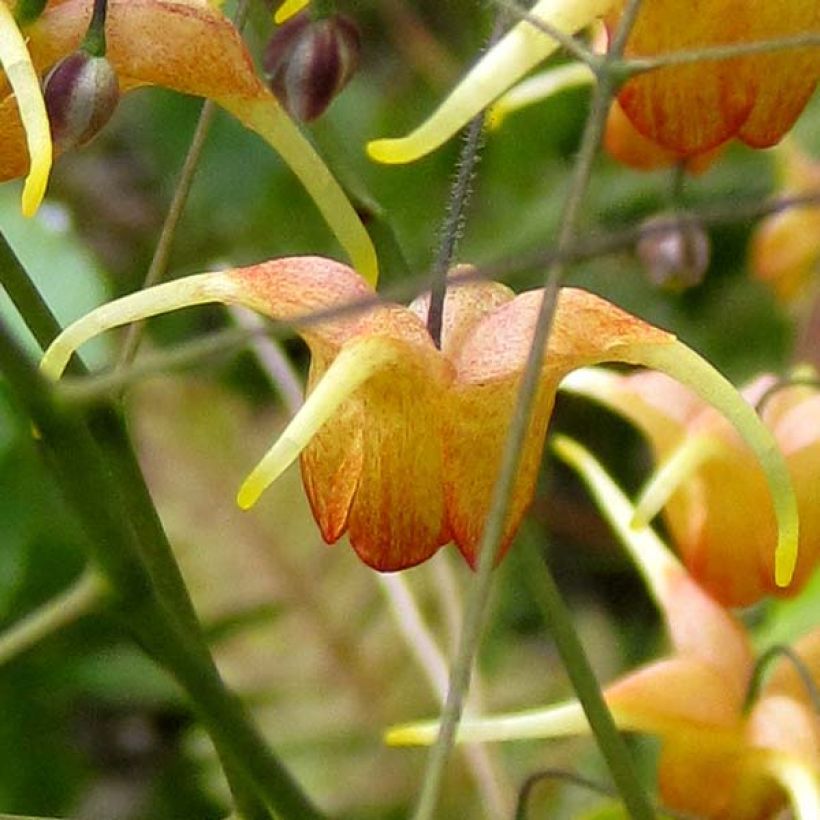 Epimedium Amber Queen - Barrenwort (Flowering)