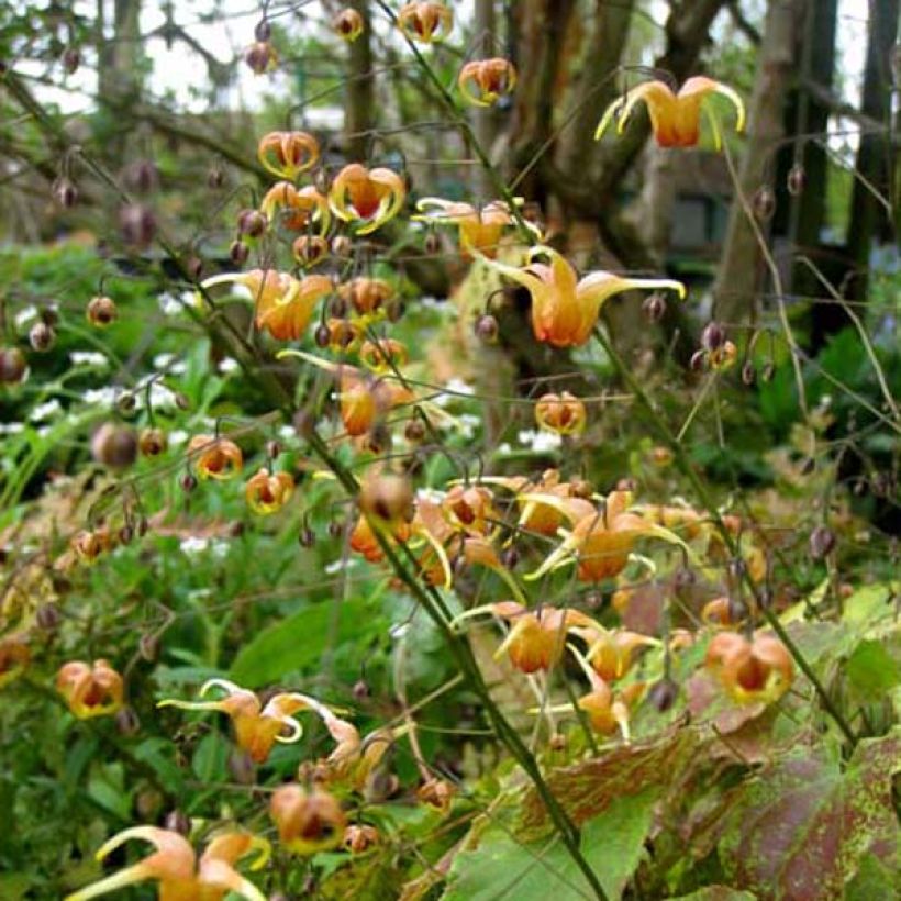 Epimedium Amber Queen - Barrenwort (Plant habit)