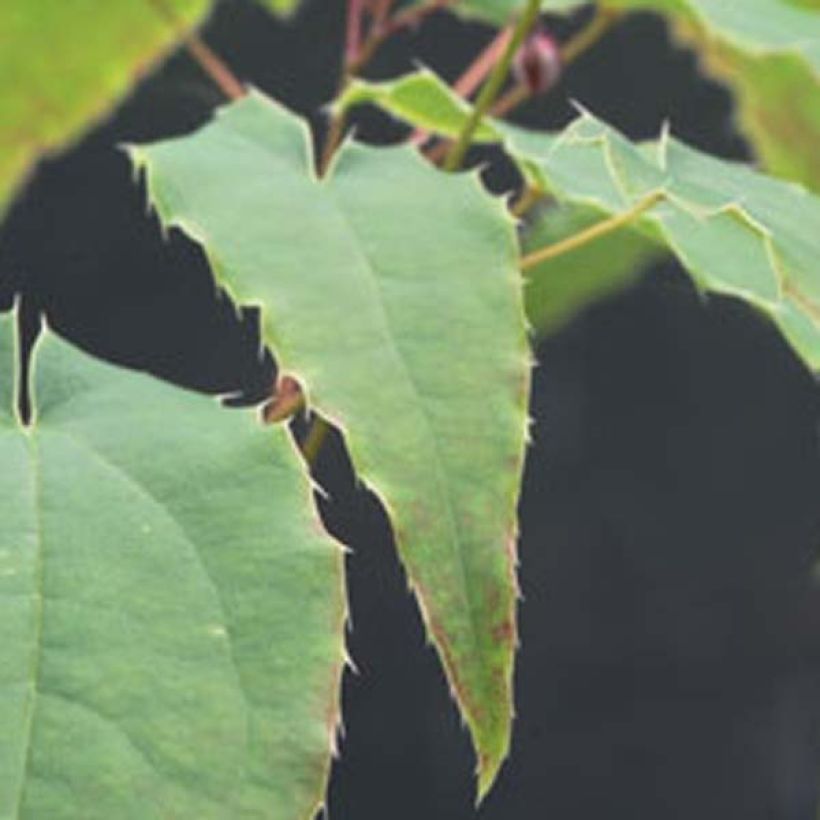 Epimedium Domino - Barrenwort (Foliage)