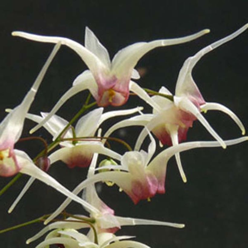 Epimedium Domino - Barrenwort (Flowering)