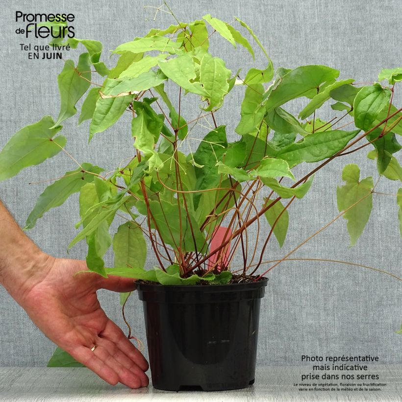 Epimedium Elenwe - Barrenwort 1.5L/2L pot sample as delivered in summer